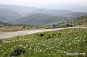 VBS_2549 - Fioritura Narcisi Castelnuovo Nigra 2022 e campi di papaveri rossi